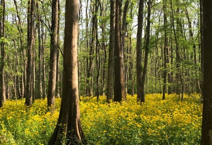 Sun breaking through green forest in Ball, Louisiana