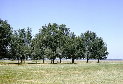 Row of trees in sunny park in Colfax, Louisiana
